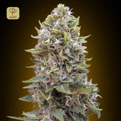 Auto Cheese Berry · 00 Seeds