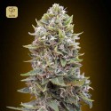 Auto Cheese Berry
