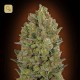 00 Cheese · 00 Seeds