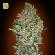 Cheese Berry · 00 Seeds