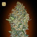 Cheese Berry