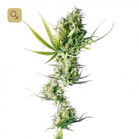 Durban · Sensi Seeds