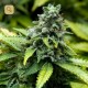 Early Widow · Advanced Seeds