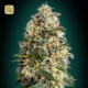 Heavy Bud · Advanced Seeds