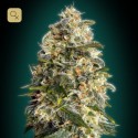 Heavy Bud
