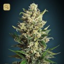 Ice Kush