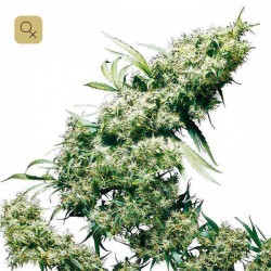 Jamaican Pearl · Sensi Seeds
