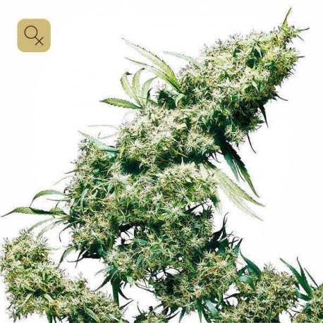 Jamaican Pearl · Sensi Seeds