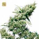 Jamaican Pearl