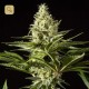 Black Bomb · Philosopher Seeds
