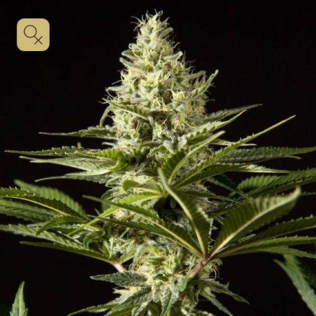 Black Bomb · Philosopher Seeds