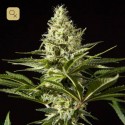 Black Bomb