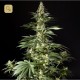 Heaven´s Fruit · Philosopher Seeds