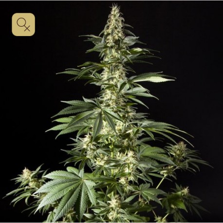 Heaven´s Fruit · Philosopher Seeds