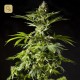 Tropimango · Philosopher Seeds
