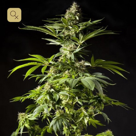 Tropimango · Philosopher Seeds