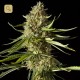 Amnesika 2.0 · Philosopher Seeds