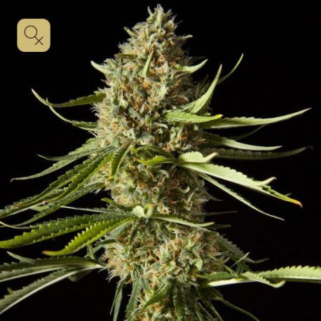 Amnesika 2.0 · Philosopher Seeds