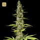 Early Maroc · Philosopher Seeds