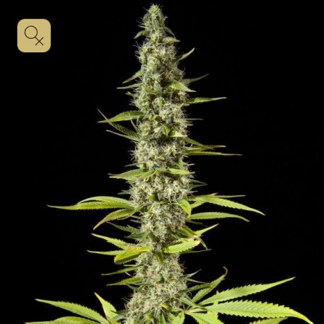 Early Maroc · Philosopher Seeds