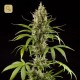 Easy Haze / K13-Haze · Philosopher Seeds