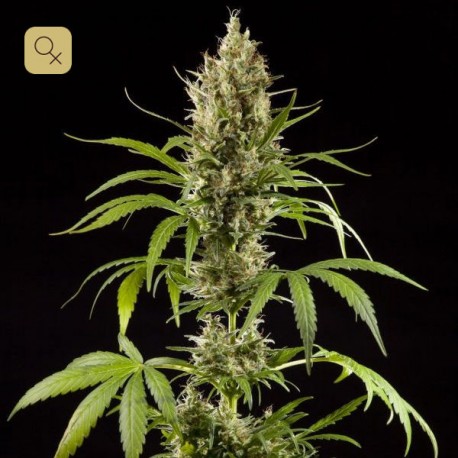 Easy Haze / K13-Haze · Philosopher Seeds