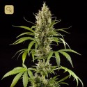 Easy Haze / K13-Haze