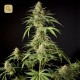 Philo Skunk / Gokunk · Philosopher Seeds
