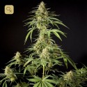 Philo Skunk / Gokunk
