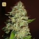 Mazar Fem · Dutch Passion