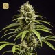 Fruity Jack / Jack El Frutero · Philosopher Seeds