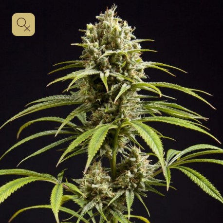 Fruity Jack / Jack El Frutero · Philosopher Seeds