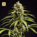 Fruity Jack / Jack El Frutero