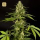 Sweet Love · Philosopher Seeds