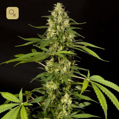 Sweet Love · Philosopher Seeds