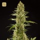 Sugar Pop · Philosopher Seeds