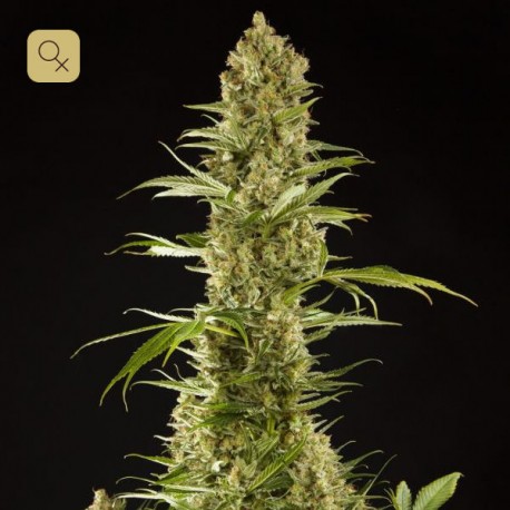 Sugar Pop · Philosopher Seeds