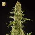 Sugar Pop