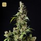 Orange Candy / Naranchup · Philosopher Seeds