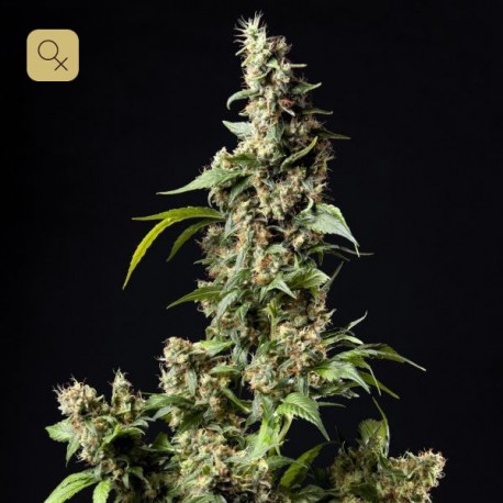 Orange Candy / Naranchup · Philosopher Seeds