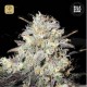 Auto Cocopopo · Bulk Seed Bank