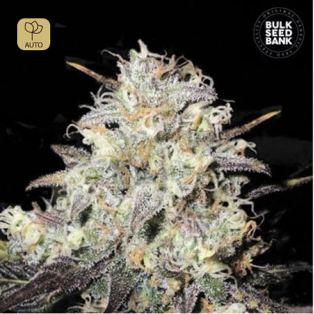 Auto Cocopopo · Bulk Seed Bank
