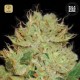 Auto Bigger Bud · Bulk Seeds Bank