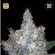 Auto Blueberry Berry · Bulk Seed Bank