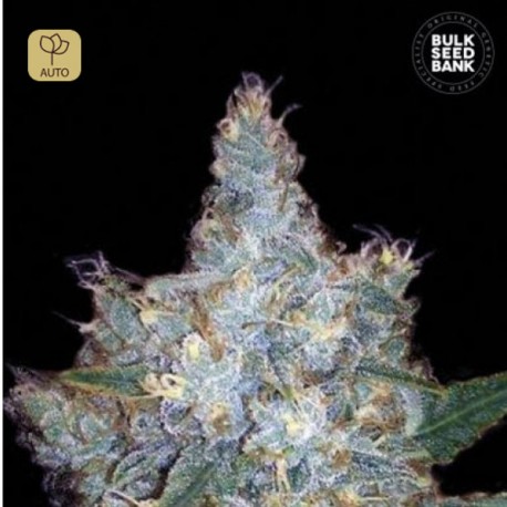 Auto Blueberry Berry · Bulk Seed Bank