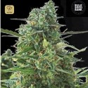 Auto NBA Diesel