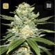 Perfect Power Plant · Bulk Seed Bank