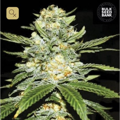 Perfect Power Plant · Bulk Seed Bank