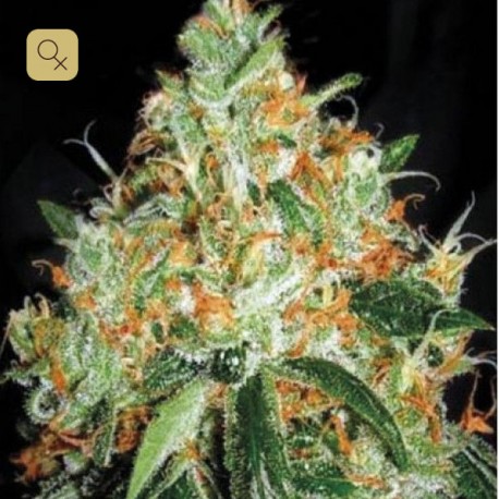 Original Orange Bud · Bulk Seed Bank