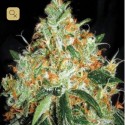 Original Orange Bud